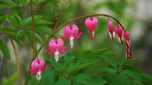 Free Flowers Botany photo and picture