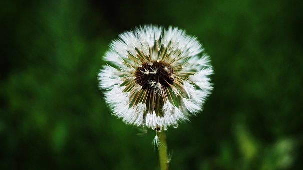 Free Flower Dandelion photo and picture
