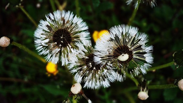 Free Flower Dandelion photo and picture