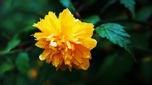 Free Flower Bloom photo and picture