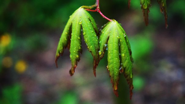 Free Leaves Tree photo and picture