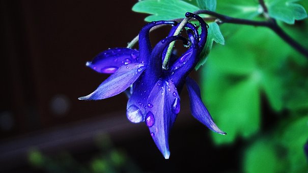 Free Flower Growth photo and picture