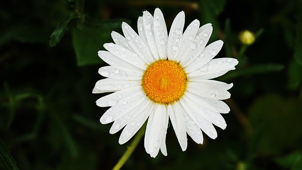 Free Daisy Flower photo and picture