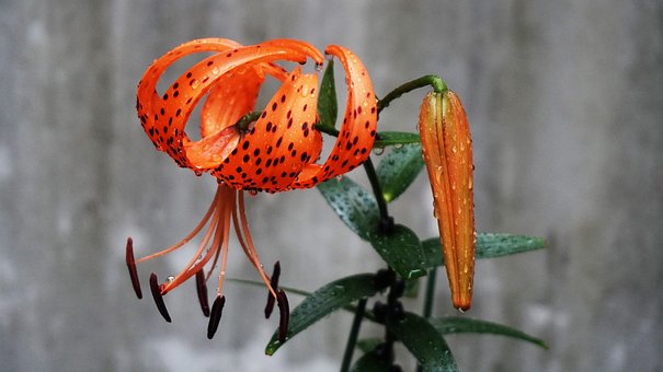 Free Flower Lily photo and picture