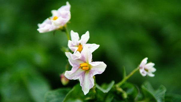 Free Flowers Bloom photo and picture