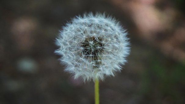 Free Flower Dandelion photo and picture