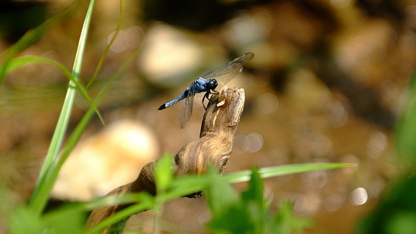 Free Dragonfly Insect photo and picture