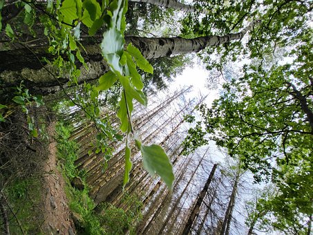Free Birch Forest photo and picture