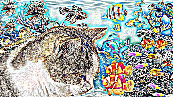 Free Cat Close-Up photo and picture