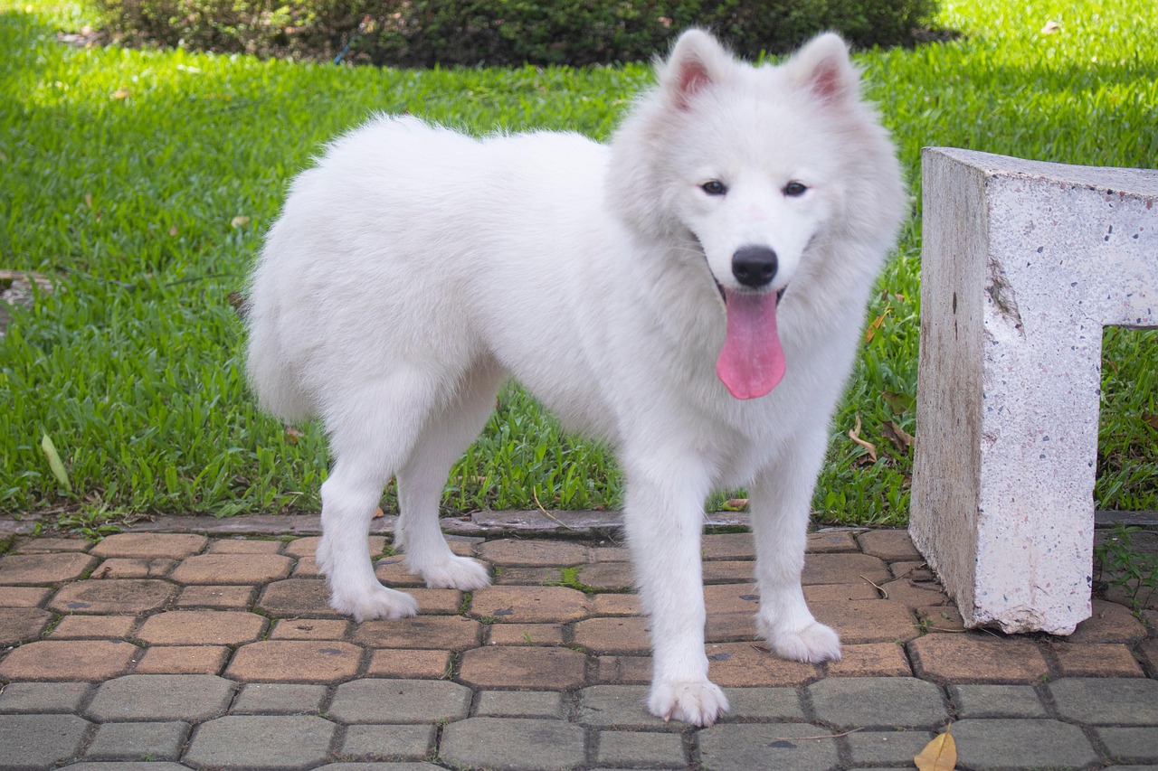 Chien Blanc Blanche - Photo gratuite sur Pixabay - Pixabay