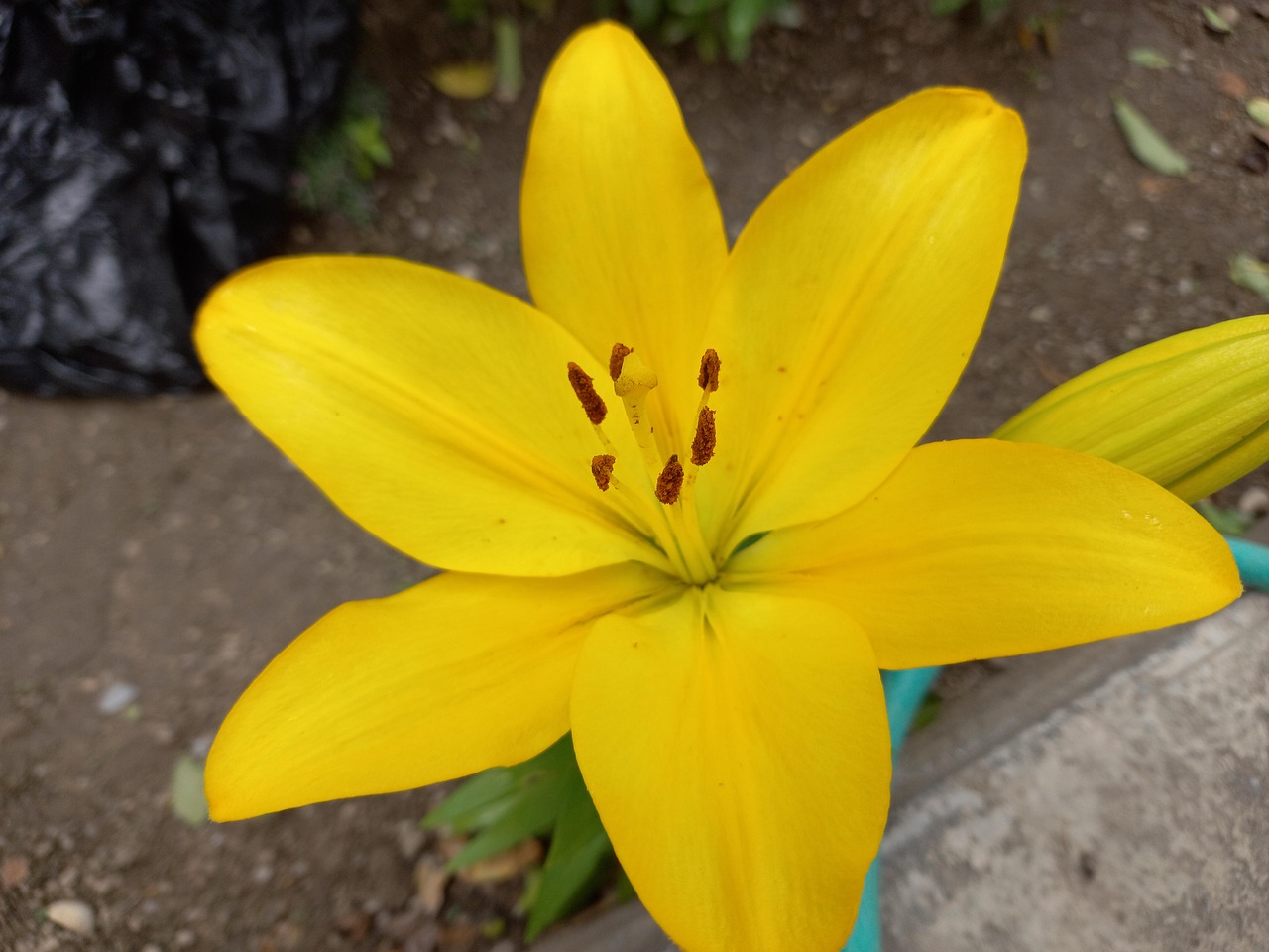 Apparition De La Fleur Lys Photo gratuite sur Pixabay Pixabay