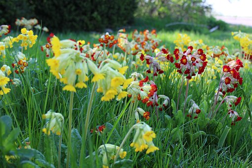 Free Gullviva Primroses photo and picture