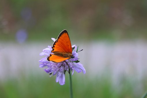 Free Butterfly Flower photo and picture