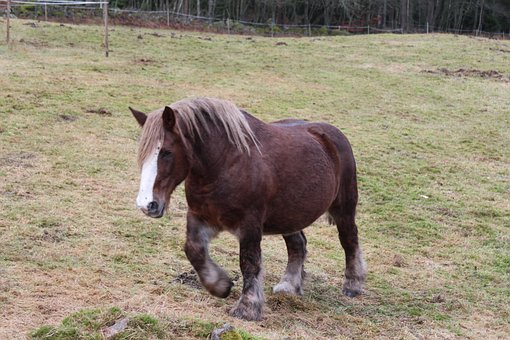 Free Ardennes Horse photo and picture