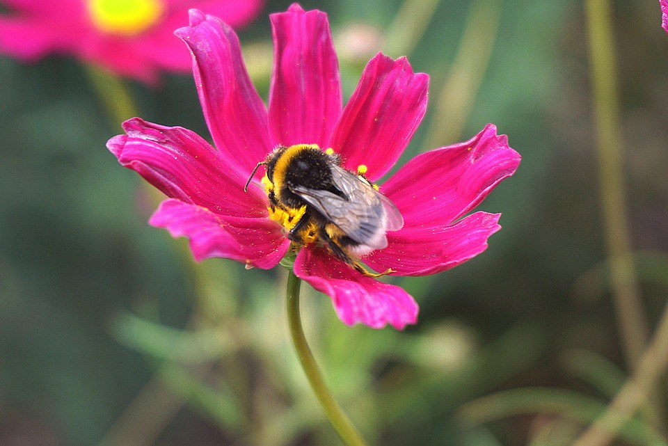 bee-7244745_960_720.jpg