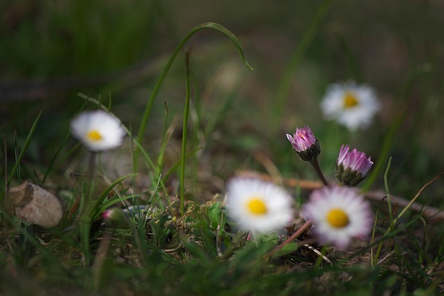 Free Flower Grass photo and picture