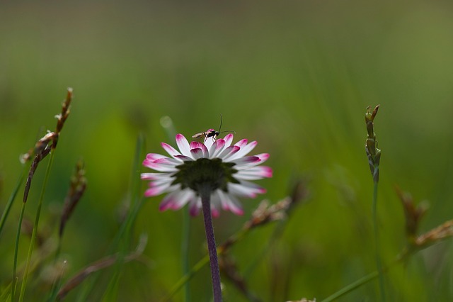 Free Flower Beautiful Flowers photo and picture