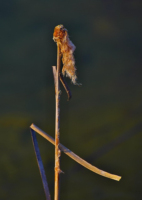 Free Cotton Grass Nature photo and picture