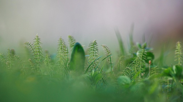 Relva, Natureza, Floresta