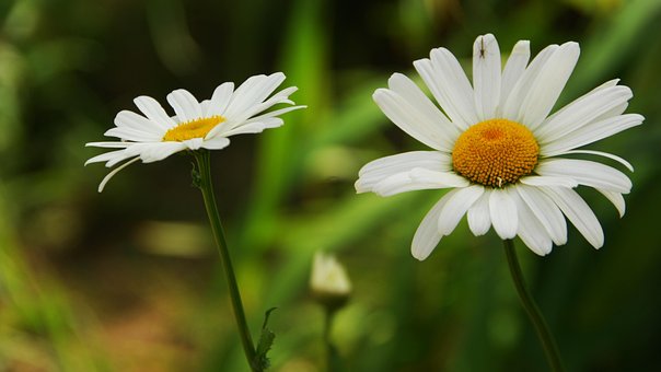 Free Daisies Flowers photo and picture