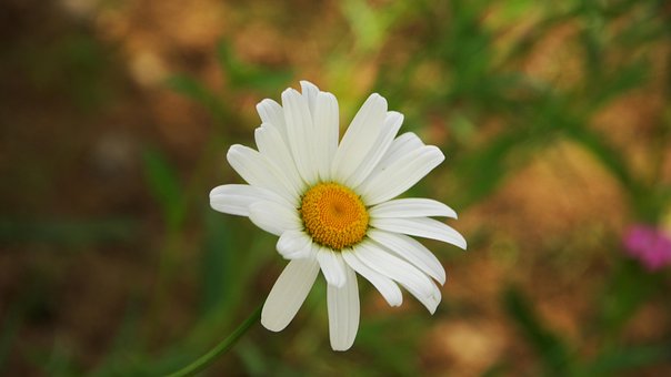 Free Daisy Flower photo and picture