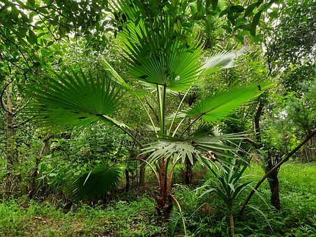 Free Tree Nature photo and picture