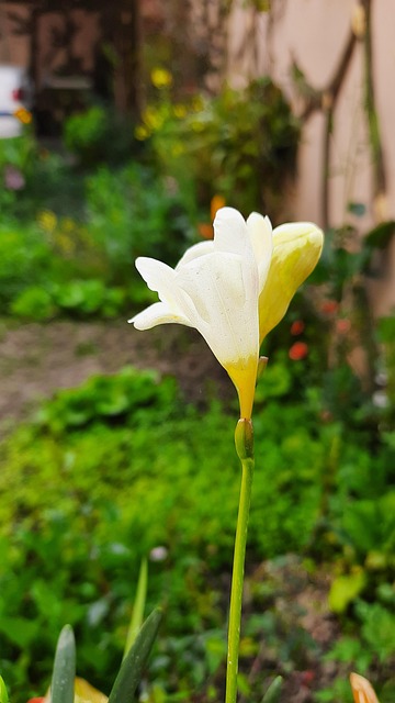 Free Flower Nature photo and picture