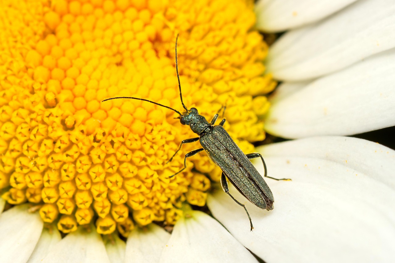 https://cdn.pixabay.com/photo/2022/06/05/22/25/insect-7244995_1280.jpg