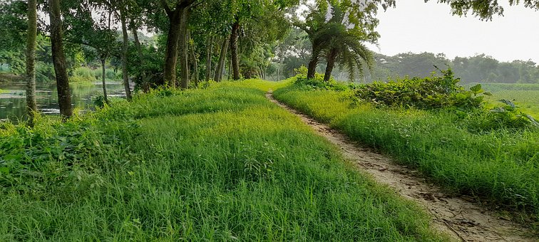 Free Forest Natue photo and picture