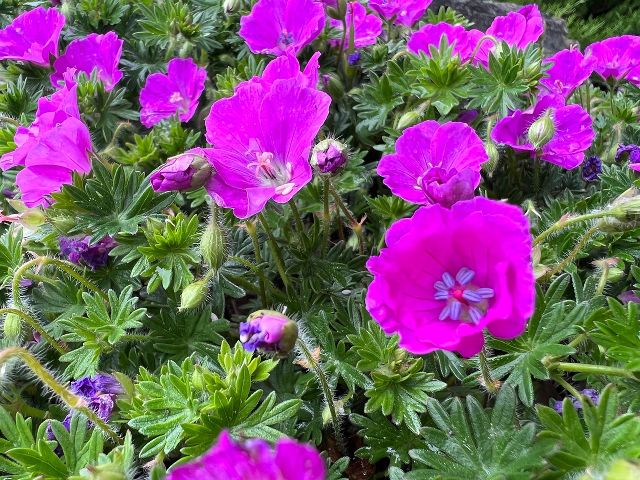 Flowers Germanium Bloody - Free photo on Pixabay - Pixabay