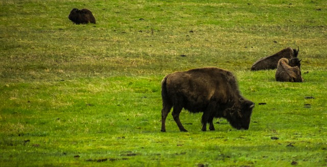 Büffel, Bison, Tiere, Wyoming