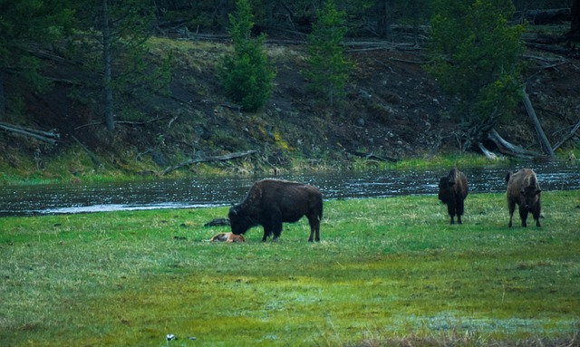 Büffel, Bison, Tier, Tierwelt, Natur