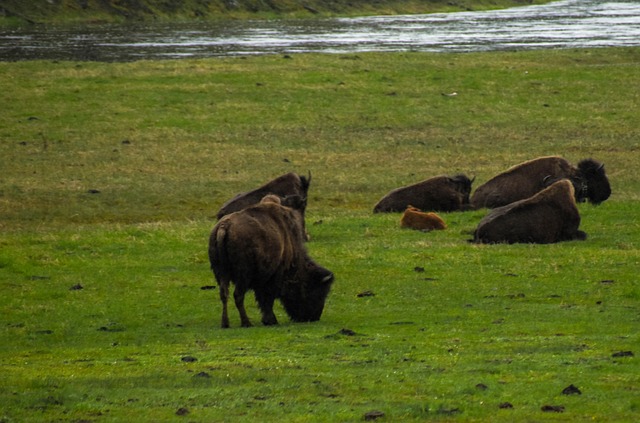 Büffel, Bison, Tier, Tierwelt