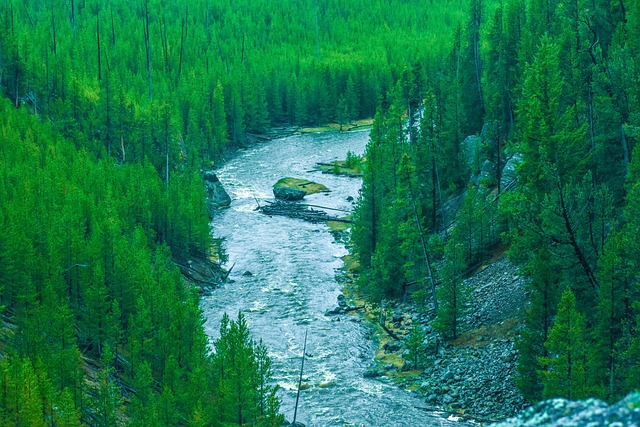 Fluss, Yellowstone, Wyoming, Wald