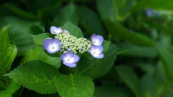 Free Flowers Hydrangea photo and picture