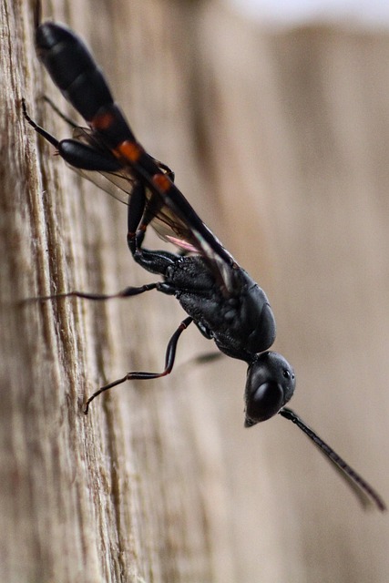 Free Digger Wasp Infect photo and picture