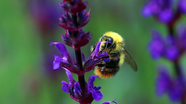 Bi, Insekt, Bestøve, Bestøvning, Blomst