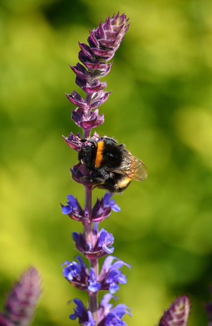 Free Purple Flowers Buff-Tailed Bumblebee photo and picture