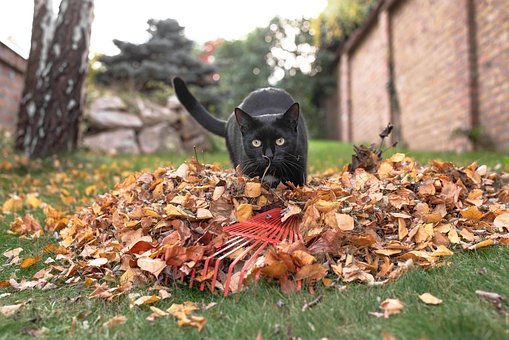 Schwarze Katze, Kätzchen, Herbst, Garten