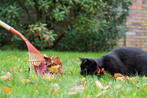 Schwarze Katze, Natur, Kätzchen, Garten