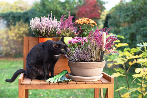 Schwarze Katze, Kätzchen, Blumentapete