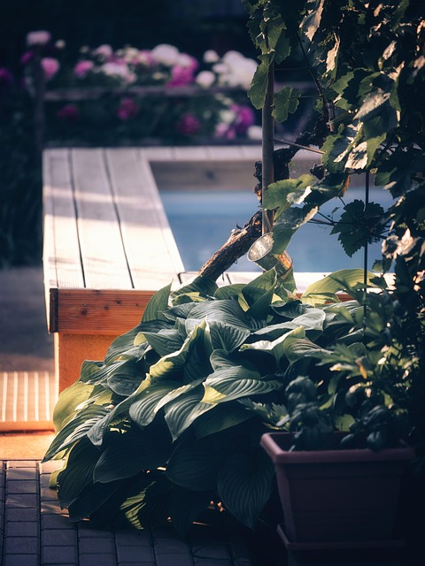pool, summer, garden, hot tub, hosta, flora, nature, plants, hot tub, hot tub, hot tub, hot tub, hot tub