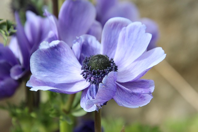Free Flower Lila photo and picture