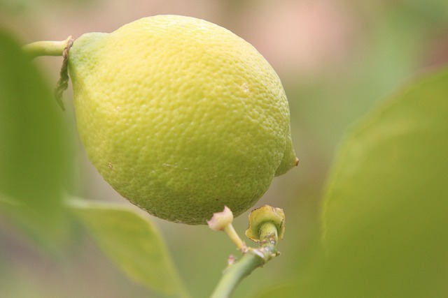 Free Lemon Vitamins photo and picture