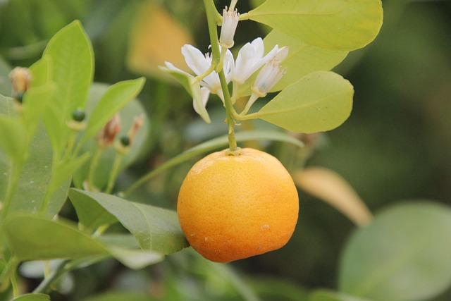 Free Orange Fruit photo and picture