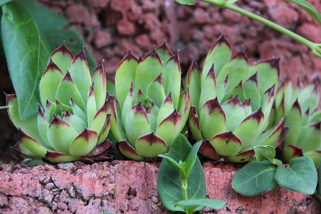 garden, succulents, nature, plants, rock garden