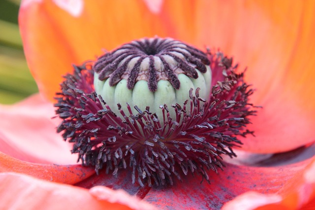 Free Poppy Flower Seed Pod photo and picture