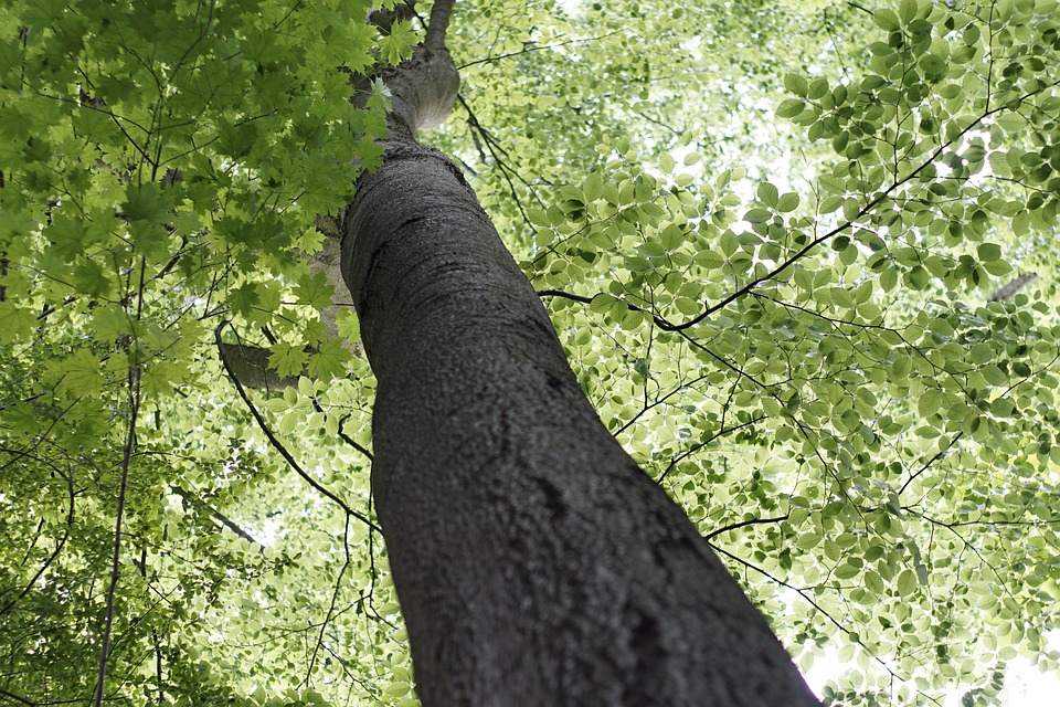 Tree Leaves Backlighting - Free photo on Pixabay - Pixabay