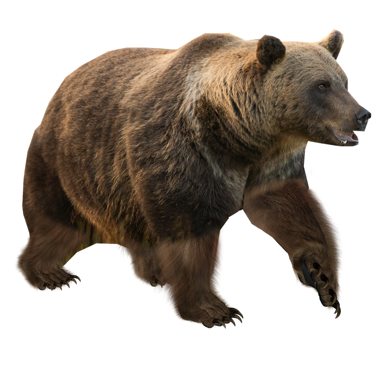 Eurasian Brown Bear Drawing