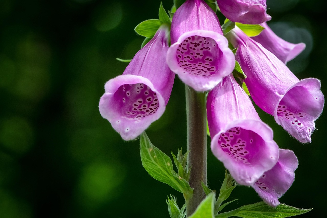 Thimble Inflorescence Calyx Flower Free photo on Pixabay Pixabay